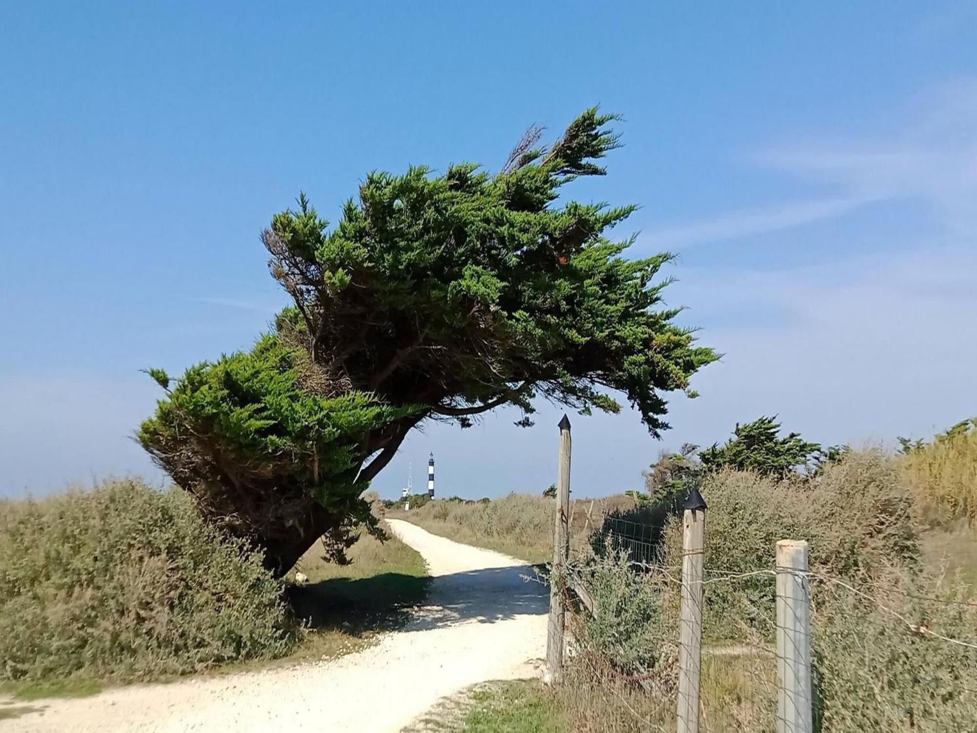 Les Hameaux Des Sables Vignie Saint Georges D Ol Ron Holiday Home Not Detached Exteriör bild