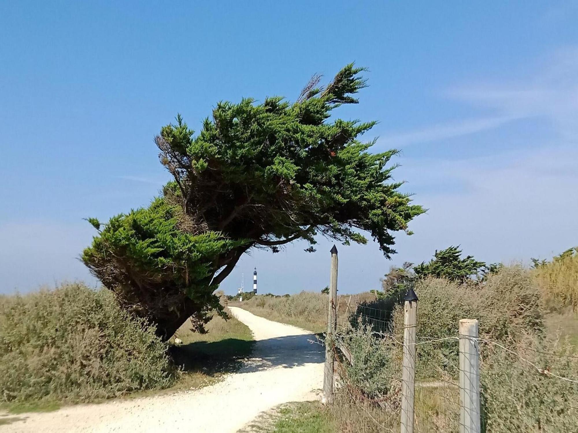 Les Hameaux Des Sables Vignie Saint Georges D Ol Ron Holiday Home Not Detached Exteriör bild